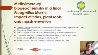Methylmercury biogeochemistry in a tidal Phragmites Marsh: Impact of tides, plant roots, and marsh elevation
